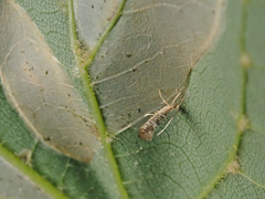 Argyresthia retinella
