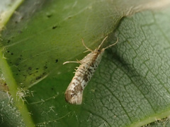 Argyresthia retinella
