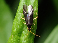 Phylus coryli
