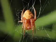 Araneus sturmi