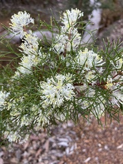 Hakea lissocarpha