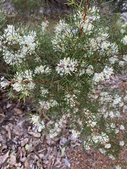 Hakea lissocarpha