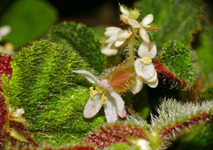 Begonia conipila