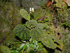 Begonia conipila