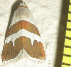 Eublemma alexi