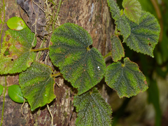 Begonia conipila