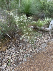 Hakea lissocarpha