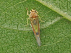 Igutettix oculatus