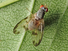 Palloptera umbellatarum