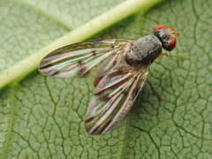 Palloptera umbellatarum