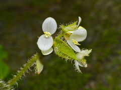 Begonia conipila