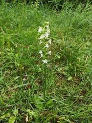 Platanthera chlorantha