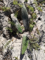 Haemanthus pubescens