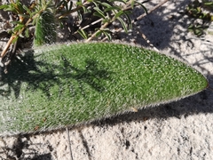 Haemanthus pubescens
