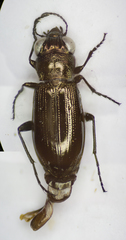 Notiophilus germinyi
