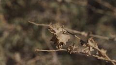 Atriplex canescens laciniata