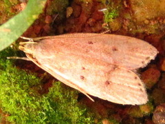 Brachmia modicella