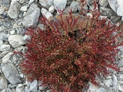 Epilobium porphyrium