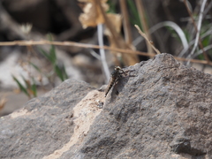 Promachus latitarsatus
