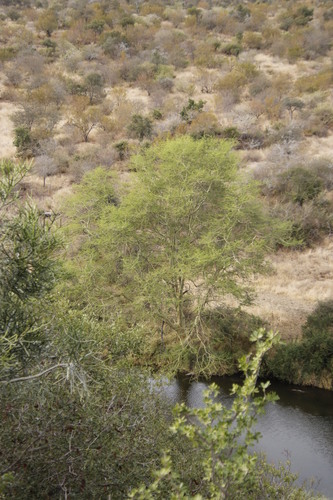 Vachellia xanthophloea