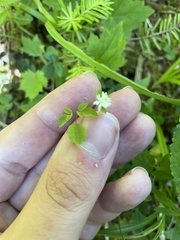 Thalictrum clavatum