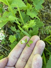 Thalictrum clavatum