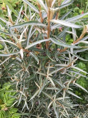 Hippophae