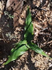 Cyanella