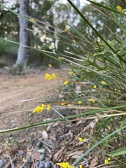 Synaphea gracillima