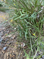 Synaphea gracillima