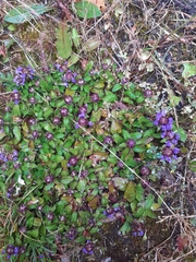 Prunella vulgaris
