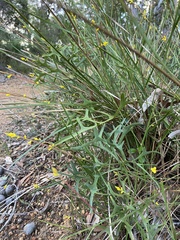 Synaphea gracillima