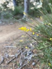 Synaphea gracillima