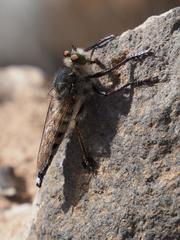 Promachus latitarsatus