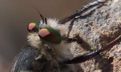 Promachus latitarsatus
