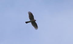 Accipiter nisus