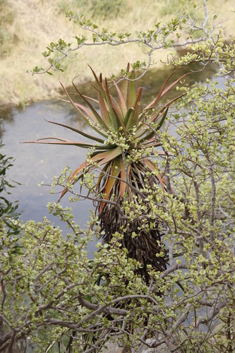 Image of Bottle-brush aloe by (c) Tony Rebelo, some rights reserved (CC BY-SA)