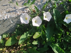 Convolvulus arvensis
