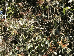 Psilopogon franklinii