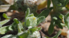 Stylocline gnaphaloides