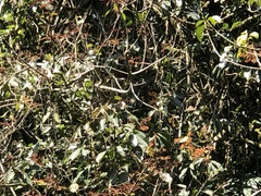 Psilopogon franklinii