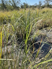 Cyperus fastigiatus