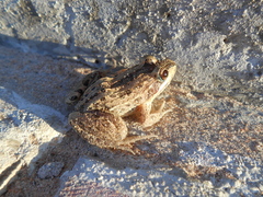 Leptodactylus macrosternum