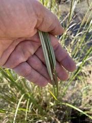 Cyperus fastigiatus
