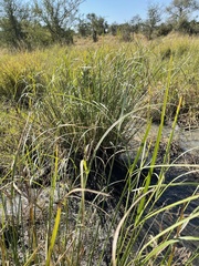 Cyperus fastigiatus