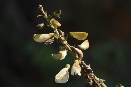 Tephrosia candida