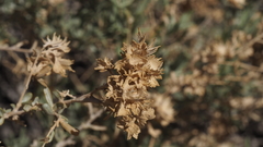 Atriplex canescens laciniata