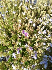 Veronica hookeriana
