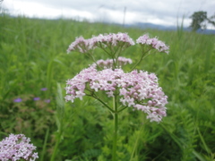 Valeriana alternifolia