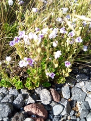 Veronica hookeriana